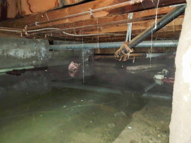 Best Professional water damage repair  in Brook Highland, AL