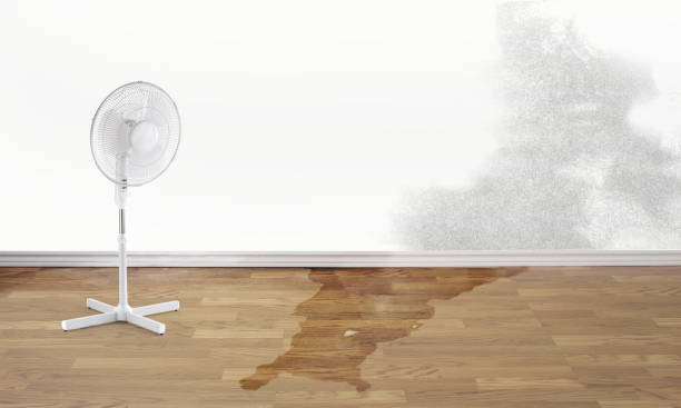 Best Professional water damage repair  in Brook Highland, AL