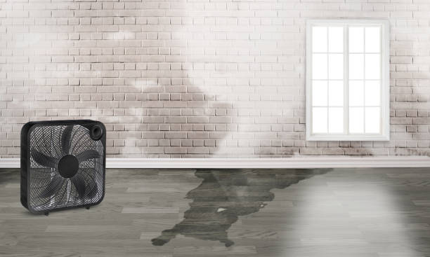 Best Water damage restoration near me  in Brook Highland, AL